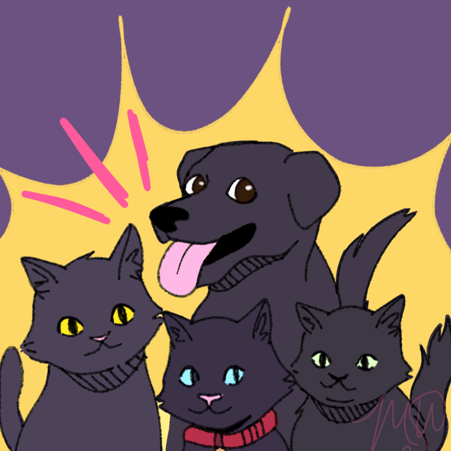 black dogs and cats